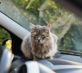 stress free tips for long road trips with cats, Cat roaming the car image via Canva