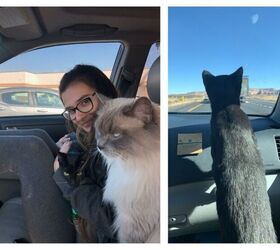 Stress-Free Tips for Long Road Trips With Cats 