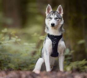 how to choose the right harness for your dog, Wirestock Creators Shutterstock