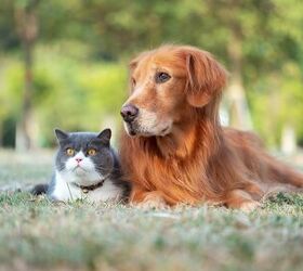 new world screwworm is in the us how to protect your pets, Chendongshan Shutterstock