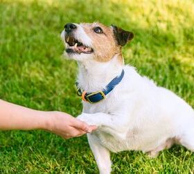 A New Study Shows You How to Tell If Your Dog Is Left- or Right-Pawed