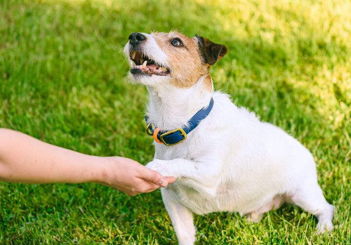 Pawed A New Study Shows You How to Tell If Your Dog Is Left- or Right-Pawed ...