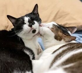 Why Do Cats Groom Each Other? New Study Reveals Surprising Meaning