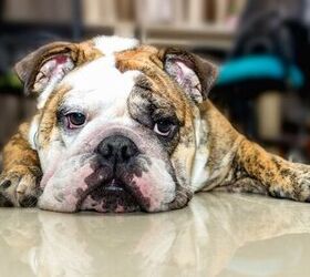 Watch This Bulldog Get "Lost" at Dad’s Office and Try Not to Laugh