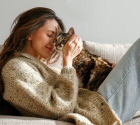 are cats really low maintenance why this myth may be harmful, Photo credit evrymmnt Shutterstock com