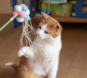 are cats really low maintenance why this myth may be harmful, Photo credit rai106 Shutterstock com