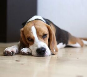 Do Dogs Really Grieve the Loss of Other Pets?