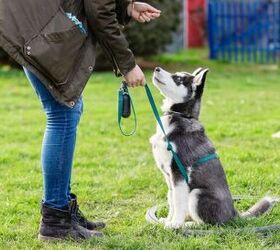 The Training Tools You Actually Need for Your New Dog