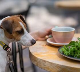 how to enjoy outdoor patios with your dog this season, Photo credit Reshetnikov art Shutterstock com