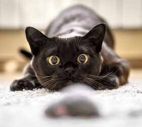 What Are Cat Zoomies and Why Do They Happen Late at Night