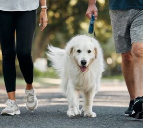 things you can do today to make your daily dog walks much safer, Photo credit PeopleImages Shutterstock com