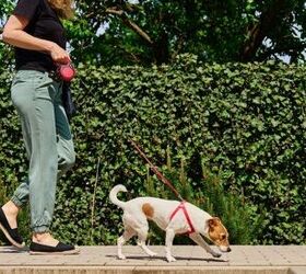 things you can do today to make your daily dog walks much safer, Photo credit Lazy Bear Shutterstock com
