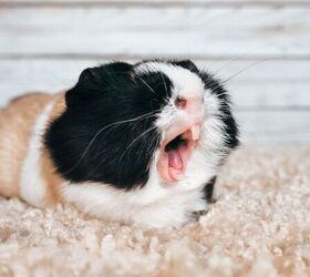 5 Easy Tips to Keep Small Pets Safe During a Heatwave