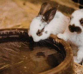5 easy tips to keep small pets safe during a heatwave