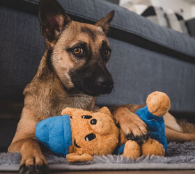 How to Introduce Your High-Prey Dog to a New Smaller Pet