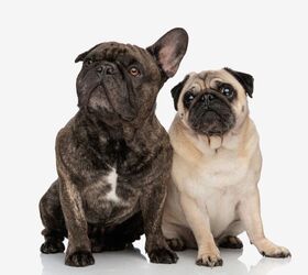 5 Brachycephalic Dog Breeds—And What To Consider for Flat-Faced Dogs