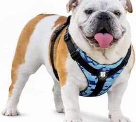 5 brachycephalic dog breedsand what to consider for flat faced dogs