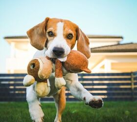 Dangerous Dog Toys: 5 Hidden Safety Risks Every Owner Should Know