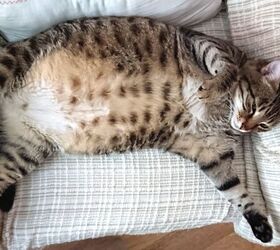 5 simple ways to help your cat maintain a healthy weight