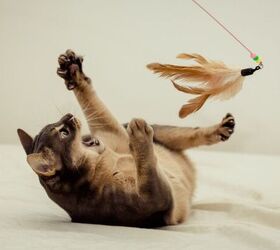 5 simple ways to help your cat maintain a healthy weight