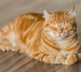5 simple ways to help your cat maintain a healthy weight