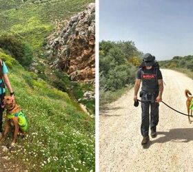 8 essential tips for a safe unforgettable dog hike