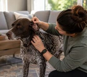 8 essential tips for a safe unforgettable dog hike