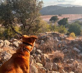 8 essential tips for a safe unforgettable dog hike
