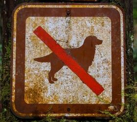 8 essential tips for a safe unforgettable dog hike, Image via Canva