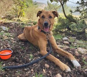 8 essential tips for a safe unforgettable dog hike