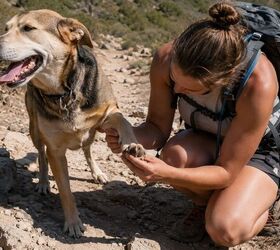 8 essential tips for a safe unforgettable dog hike