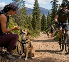 8 essential tips for a safe unforgettable dog hike