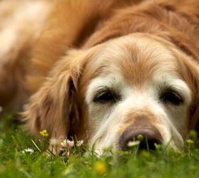 8 essential tips for a safe unforgettable dog hike, Image via Canva