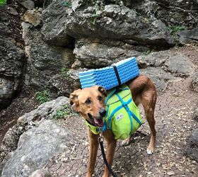 2 weird dog training tools that are actually helping