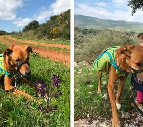 2 weird dog training tools that are actually helping, Bonus use kids like filling the pockets with wildflowers and other treasures