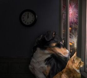 Tips for Helping Pets Who Are Afraid of Fireworks and Thunderstorms