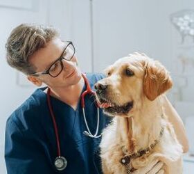 is the flesh eating screwworm a threat to our pets, photo credit Gorodenkoff shutterstock com