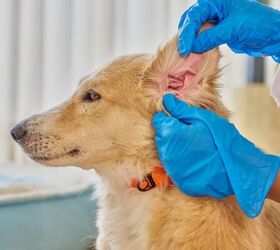 5 common dog health problems and simple ways to prevent them