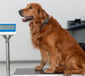 5 common dog health problems and simple ways to prevent them