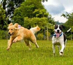 5 common dog health problems and simple ways to prevent them