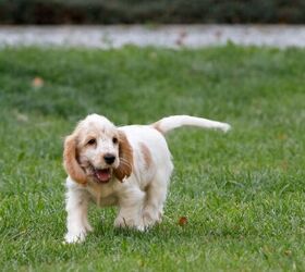 3 Dog Breeds Prone to Ear Problems (and How to Help)