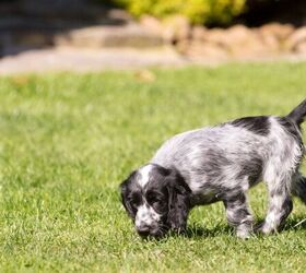 3 dog breeds prone to ear problems and how to help