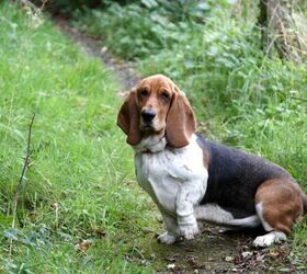 3 dog breeds prone to ear problems and how to help