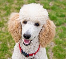 3 dog breeds prone to ear problems and how to help