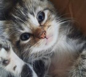 11 adorable name ideas for your new kitten