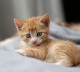 11 adorable name ideas for your new kitten