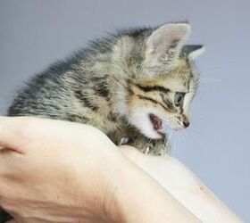 11 adorable name ideas for your new kitten