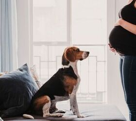 how to baby proof your dog before bringing home a newborn, Image via Canva