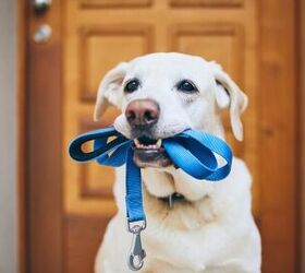 how to baby proof your dog before bringing home a newborn