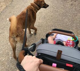 how to baby proof your dog before bringing home a newborn